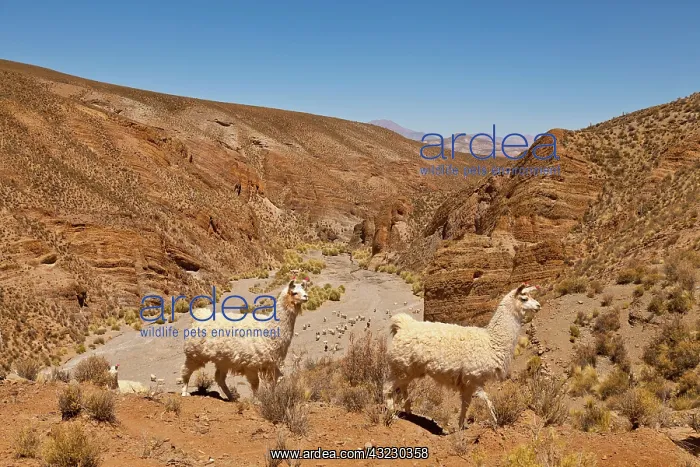 : South America, Argentina, Province Jujuy : South America, Argentina, Province Jujuy