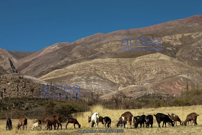 : South America, Argentina, Province Jujuy : South America, Argentina, Province Jujuy