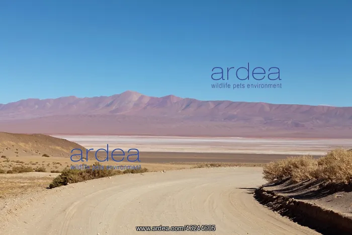 : South America, Argentina, Province Salta : South America, Argentina, Province Salta