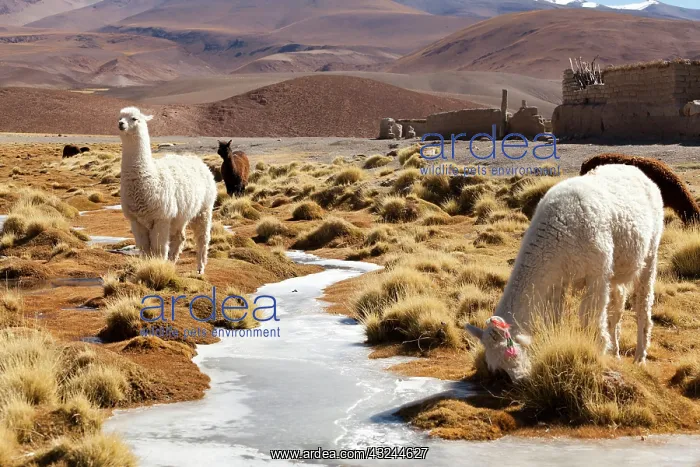 : South America, Argentina, Province Salta : South America, Argentina, Province Salta