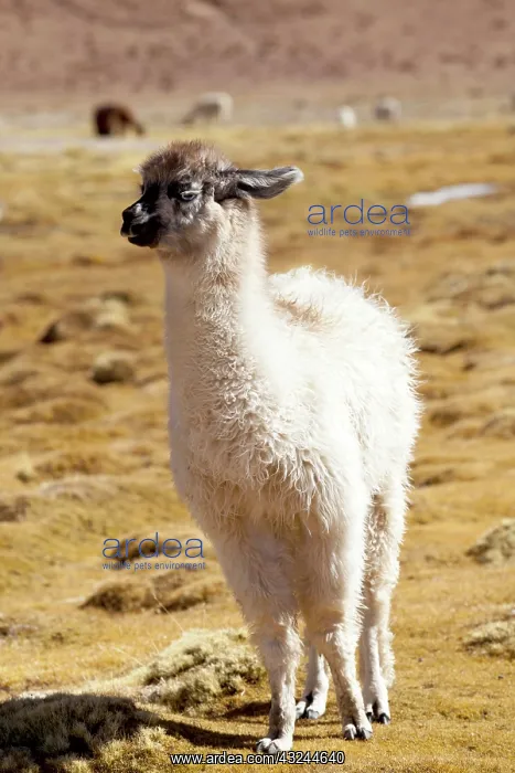 : South America, Argentina, Province Salta : South America, Argentina, Province Salta