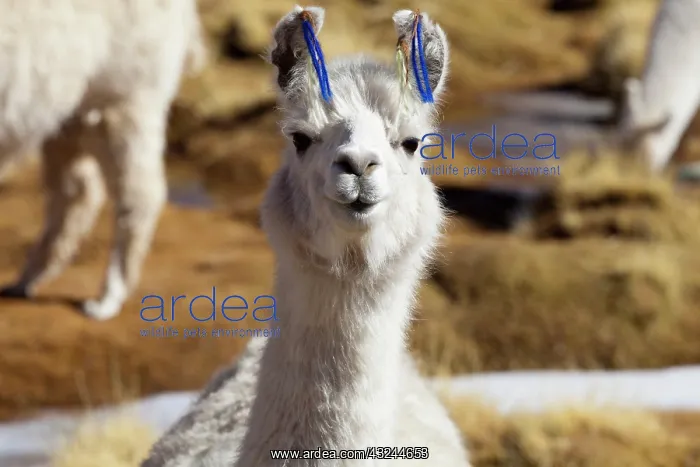 : South America, Argentina, Province Salta : South America, Argentina, Province Salta
