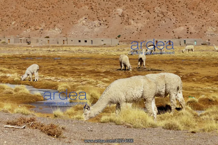 : South America, Argentina, Province Salta : South America, Argentina, Province Salta
