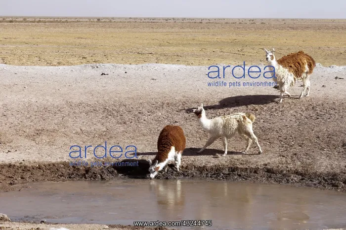 : South America, Argentina, Province Salta : South America, Argentina, Province Salta