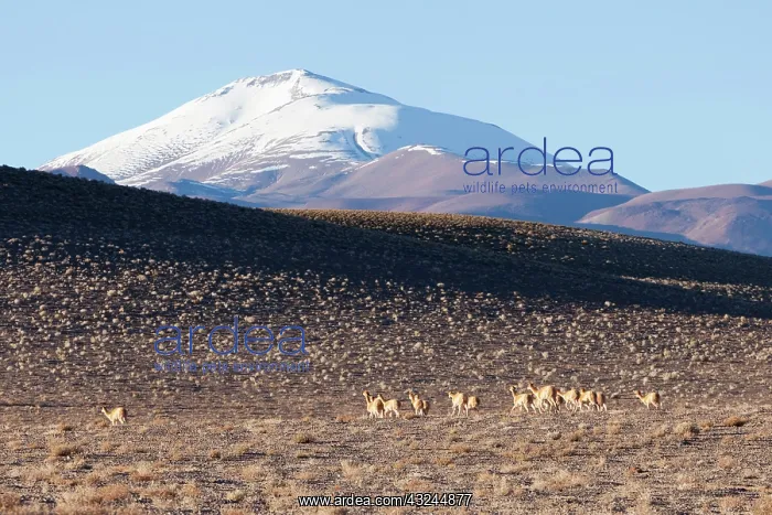  : South America, Argentina, Province Salta