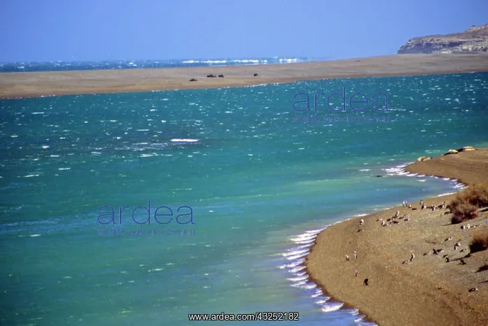 : South America, Argentina, Valdes Peninsula : South America, Argentina, Valdes Peninsula