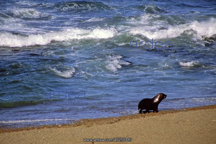 : South America, Argentina, Valdes Peninsula : South America, Argentina, Valdes Peninsula
