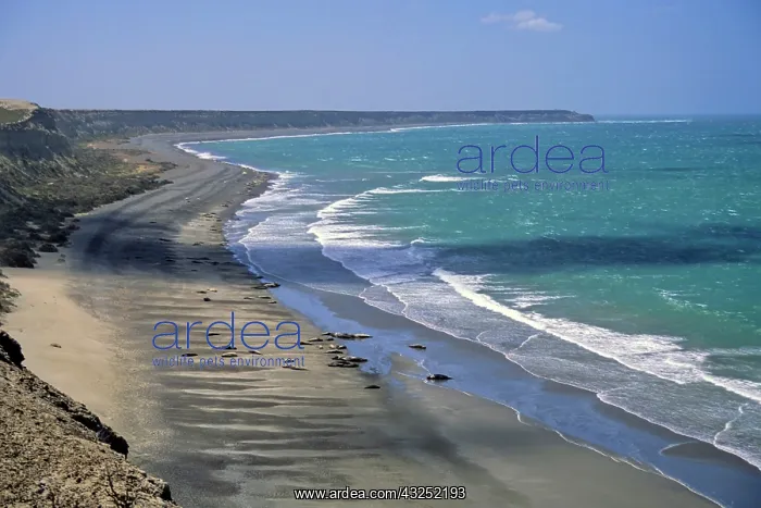 : South America, Argentina, Valdes Peninsula : South America, Argentina, Valdes Peninsula