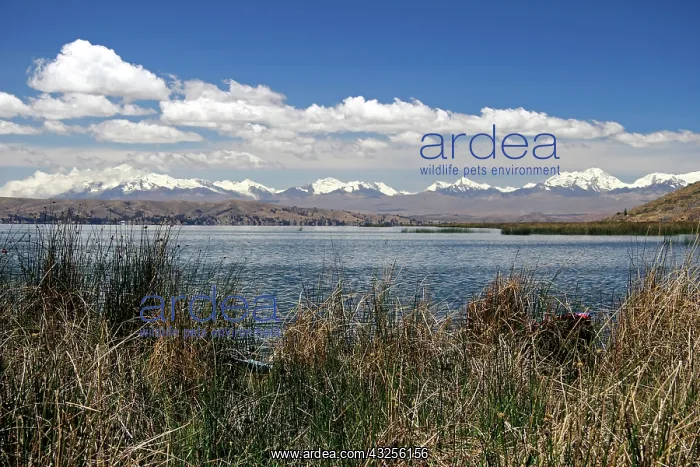 : South America, Bolivia, Lake Titicaca. View : South America, Bolivia, Lake Titicaca. View