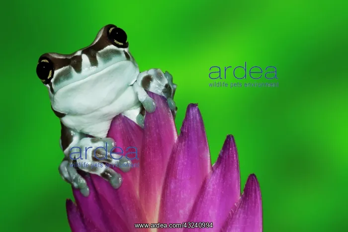 : South America, Brazil, Amazon Basin. Close-up : South America, Brazil, Amazon Basin. Close-up