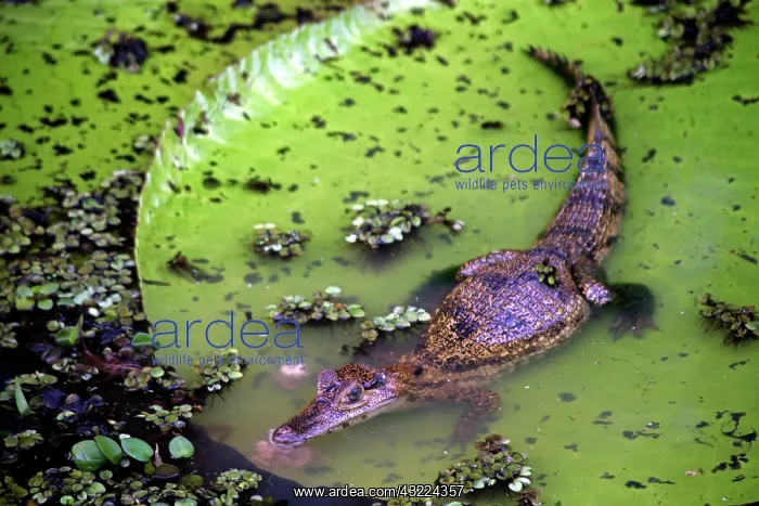 : South America, Brazil, Amazon. Spectacled : South America, Brazil, Amazon. Spectacled