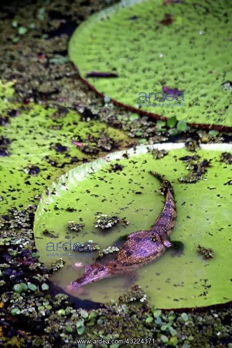 : South America, Brazil, Amazon. Spectacled : South America, Brazil, Amazon. Spectacled