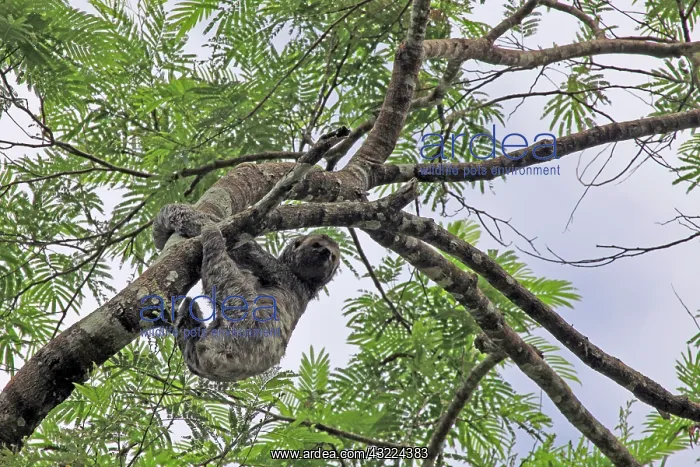 : South America, Brazil, Amazon. Three-toed : South America, Brazil, Amazon. Three-toed