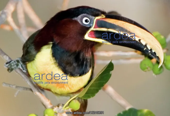 : South America, Brazil. Chestnut-eared aracari : South America, Brazil. Chestnut-eared aracari