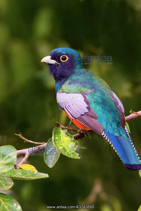 : South America, Brazil. Close-up of the blue-crowned : South America, Brazil. Close-up of the blue-crowned
