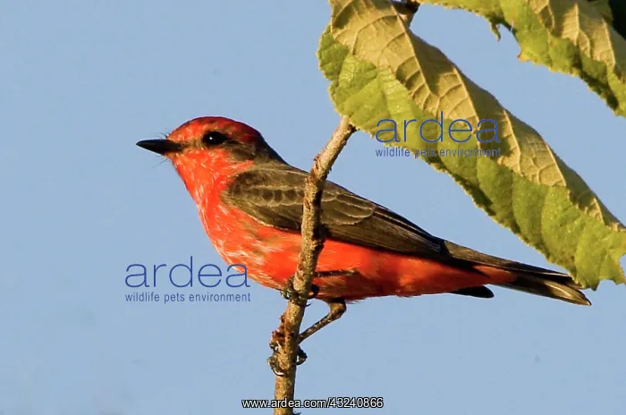 : South America, Brazil. Close-up of vermillion : South America, Brazil. Close-up of vermillion