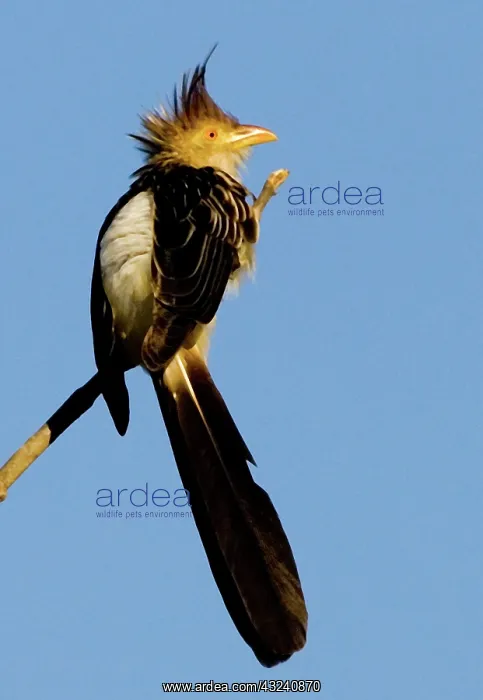 : South America, Brazil. Guira cuckoo on limb : South America, Brazil. Guira cuckoo on limb