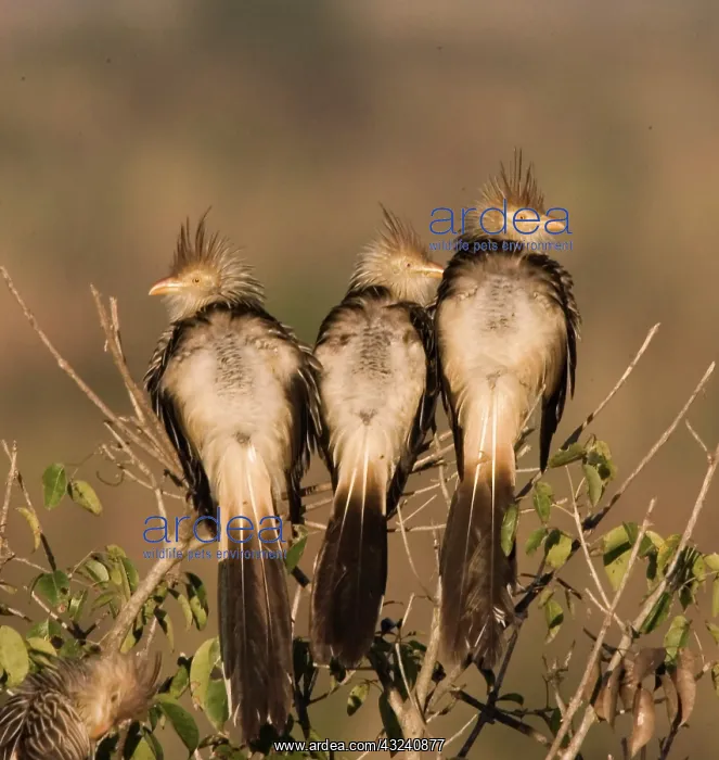 : South America, Brazil. Three guira cuckoos : South America, Brazil. Three guira cuckoos