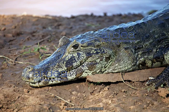 : South America, Brazil, Pantanal : South America, Brazil, Pantanal