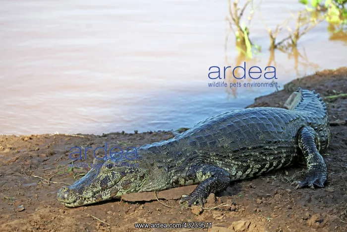  : South America, Brazil, Pantanal