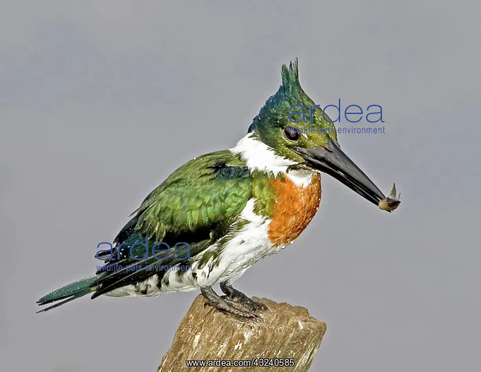 : South America, Brazil, Pantanal. Amazon : South America, Brazil, Pantanal. Amazon