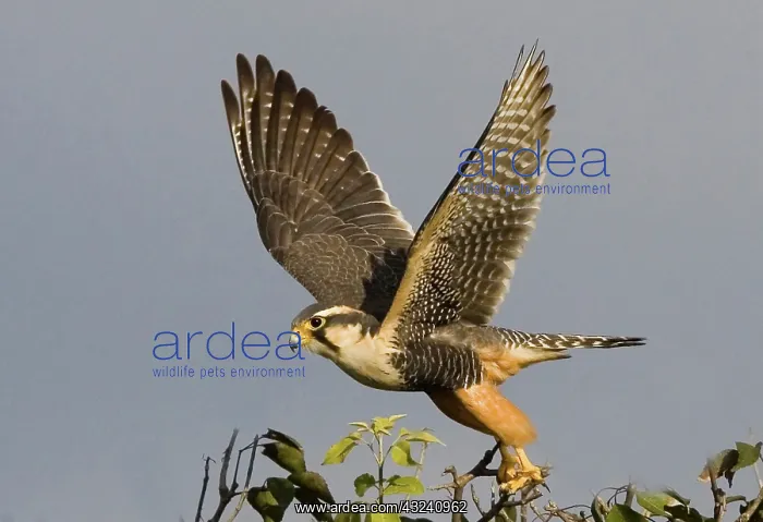 : South America, Brazil, Pantanal. American : South America, Brazil, Pantanal. American