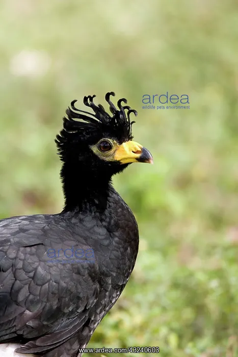 : South America, Brazil, Pantanal. Bare-faced : South America, Brazil, Pantanal. Bare-faced