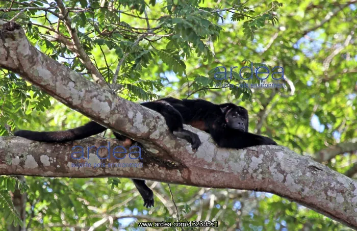  : South America, Brazil, Pantanal. A Black