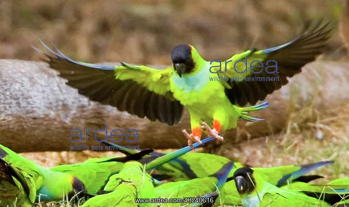 : South America, Brazil, Pantanal. Black-hooded : South America, Brazil, Pantanal. Black-hooded