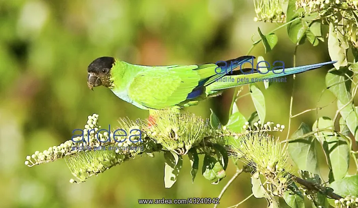 : South America, Brazil, Pantanal. Black-hooded : South America, Brazil, Pantanal. Black-hooded
