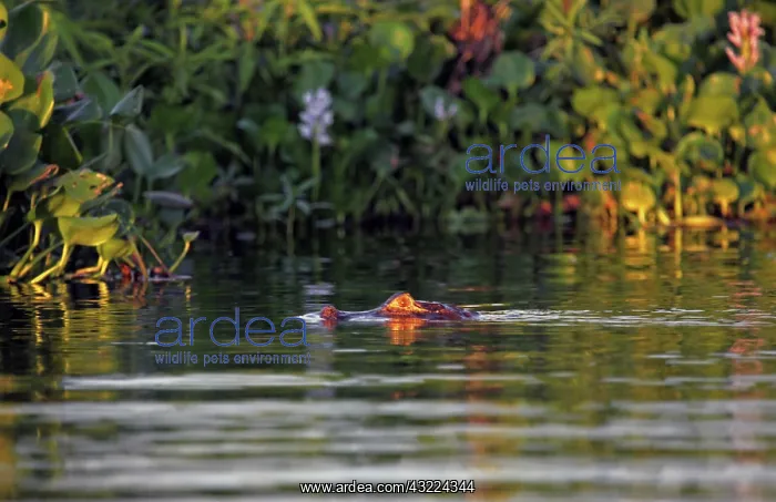 : South America, Brazil, Pantanal. A caiman : South America, Brazil, Pantanal. A caiman