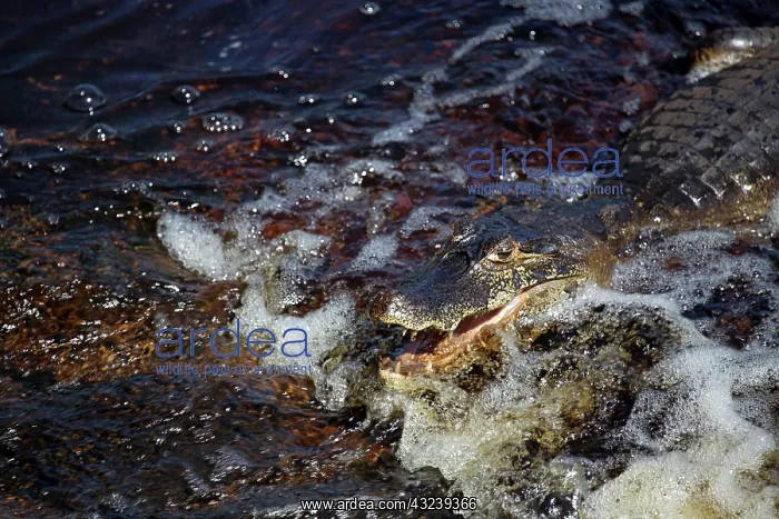 : South America, Brazil, Pantanal. Caiman : South America, Brazil, Pantanal. Caiman