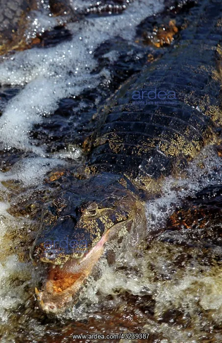 : South America, Brazil, Pantanal. Caiman : South America, Brazil, Pantanal. Caiman