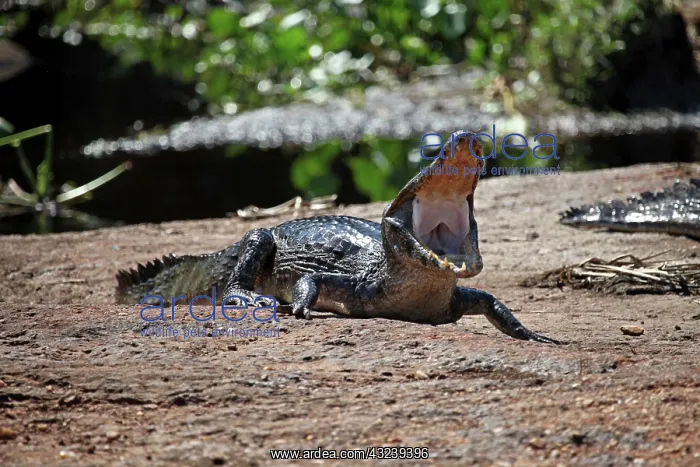 : South America, Brazil, Pantanal. Caiman : South America, Brazil, Pantanal. Caiman
