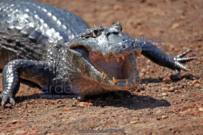 : South America, Brazil, Pantanal. Caiman : South America, Brazil, Pantanal. Caiman