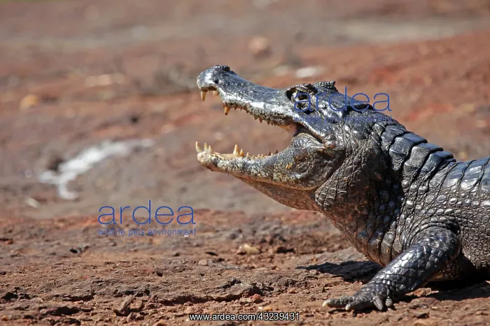 : South America, Brazil, Pantanal. Caiman : South America, Brazil, Pantanal. Caiman