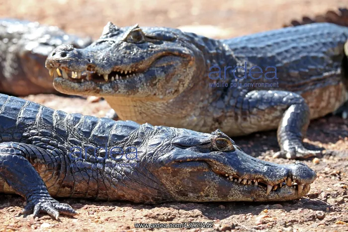 : South America, Brazil, Pantanal. A few caiman : South America, Brazil, Pantanal. A few caiman