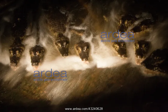 : South America, Brazil, Pantanal. Caiman : South America, Brazil, Pantanal. Caiman