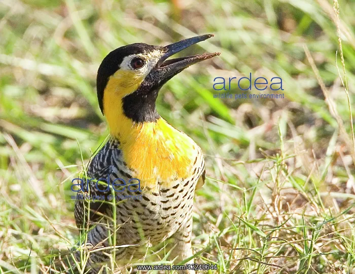: South America, Brazil, Pantanal. Campo flicka : South America, Brazil, Pantanal. Campo flicka