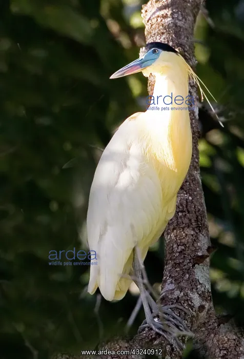  : South America, Brazil, Pantanal. Capped