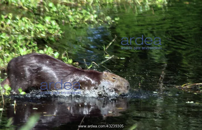 : South America, Brazil, Pantanal. A Capybara : South America, Brazil, Pantanal. A Capybara