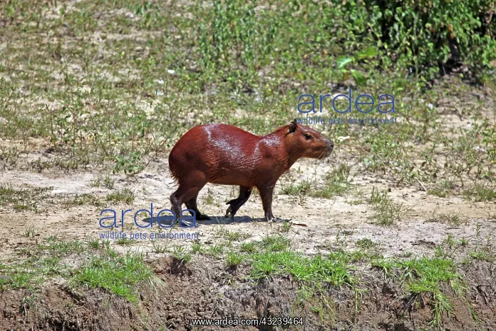 : South America, Brazil, Pantanal. The Capybara : South America, Brazil, Pantanal. The Capybara