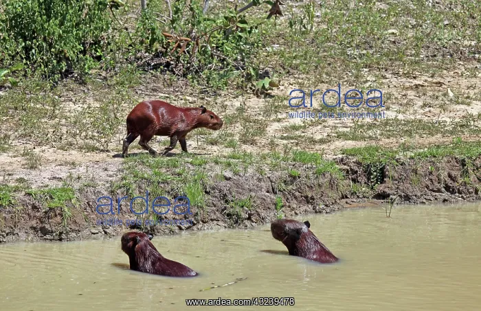 : South America, Brazil, Pantanal. Capybaras : South America, Brazil, Pantanal. Capybaras