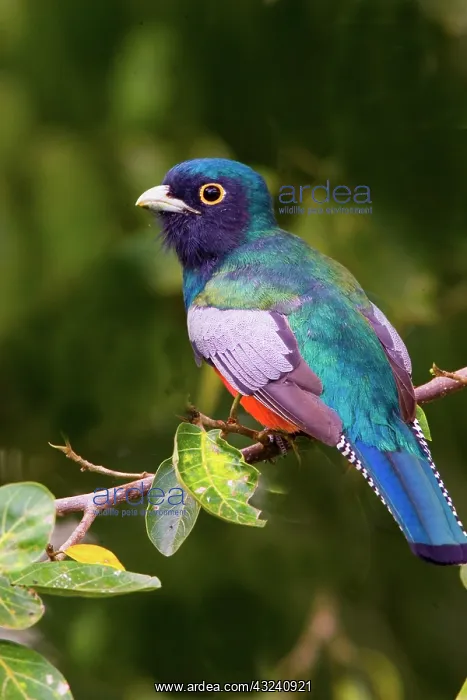 : South America, Brazil, Pantanal. Close-up : South America, Brazil, Pantanal. Close-up