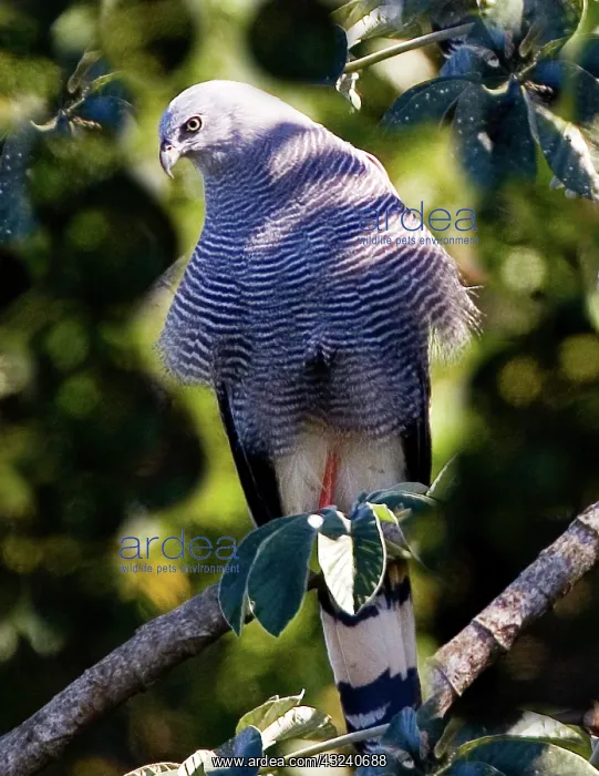 : South America, Brazil, Pantanal. Crane hawk : South America, Brazil, Pantanal. Crane hawk