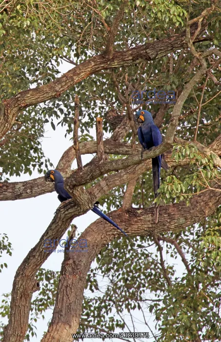 : South America, Brazil, Pantanal. The endangered : South America, Brazil, Pantanal. The endangered