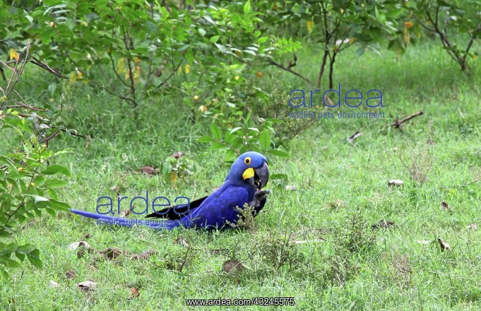 : South America, Brazil, Pantanal. The endangered : South America, Brazil, Pantanal. The endangered