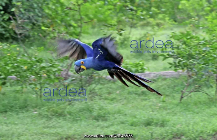 : South America, Brazil, Pantanal. The endangered : South America, Brazil, Pantanal. The endangered