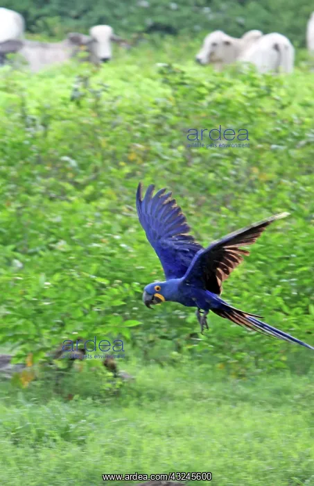 : South America, Brazil, Pantanal. The endangered : South America, Brazil, Pantanal. The endangered