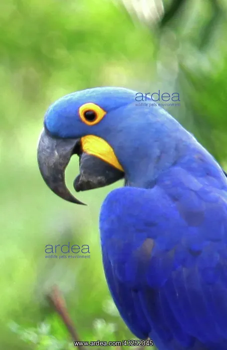 : South America, Brazil, Pantanal. The endangered : South America, Brazil, Pantanal. The endangered